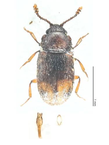 Cryptophagus sp.